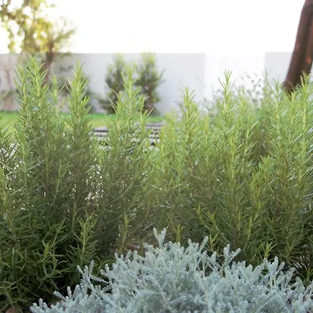 Graça Garden * Lisboa